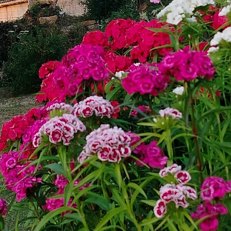 Woman standing in garden